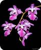 Aerides crassifolia